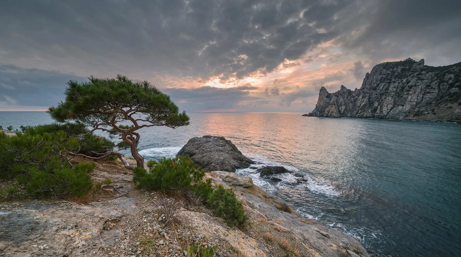 Новый свет побережье. Новый свет Крым. Алушта Царский пляж. Сосна мыс Капчик. Природа Крыма мыс Капчик.