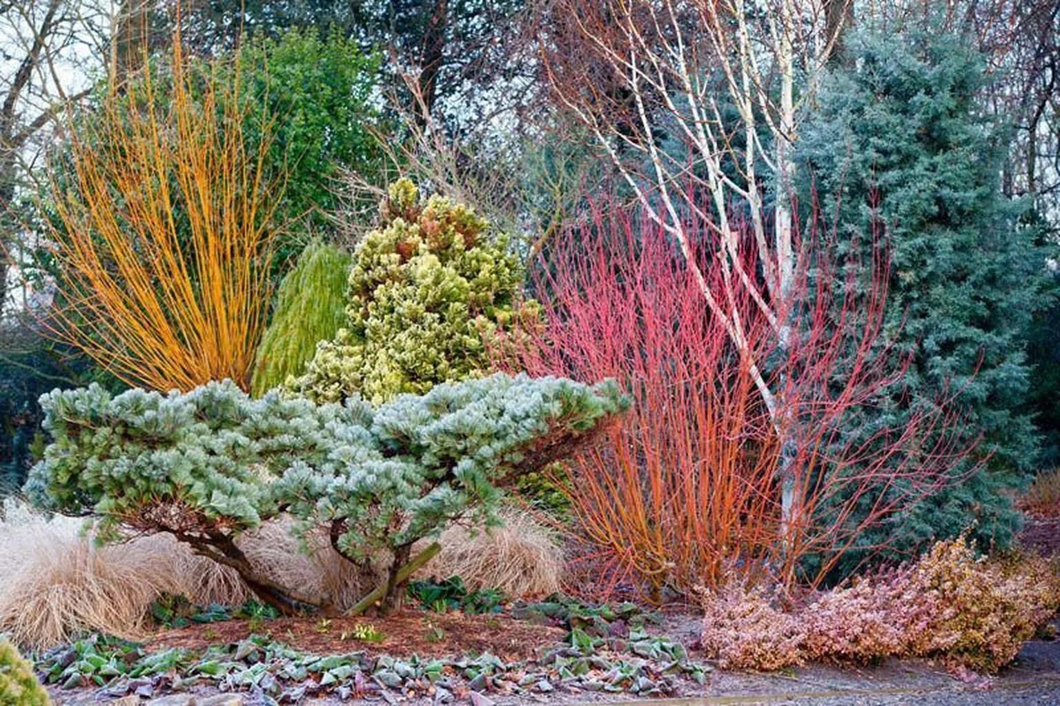 Заказвсад. Дерен элегантиссима (elegantissima). Спирея серая аргута. Лиственница европейская pendula. Мискантус якушима дварф.