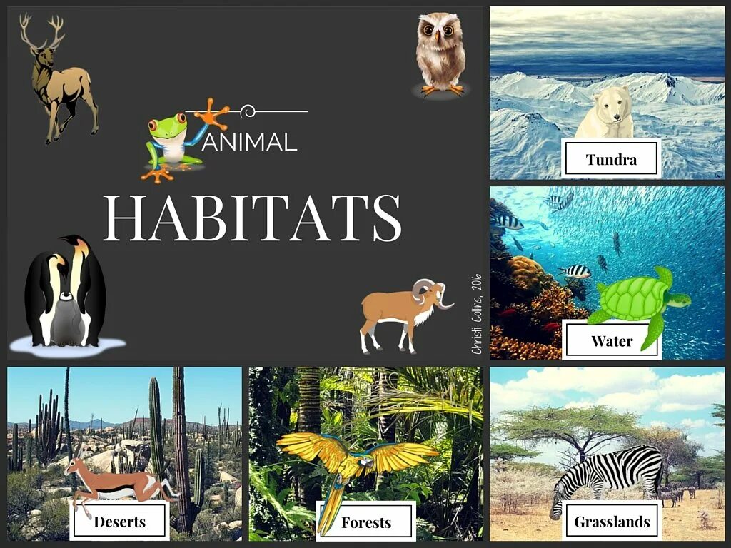 We should animals habitats. Animal Habitats. Habitats for animals. Habitats на английском. Animals and their Habitats.