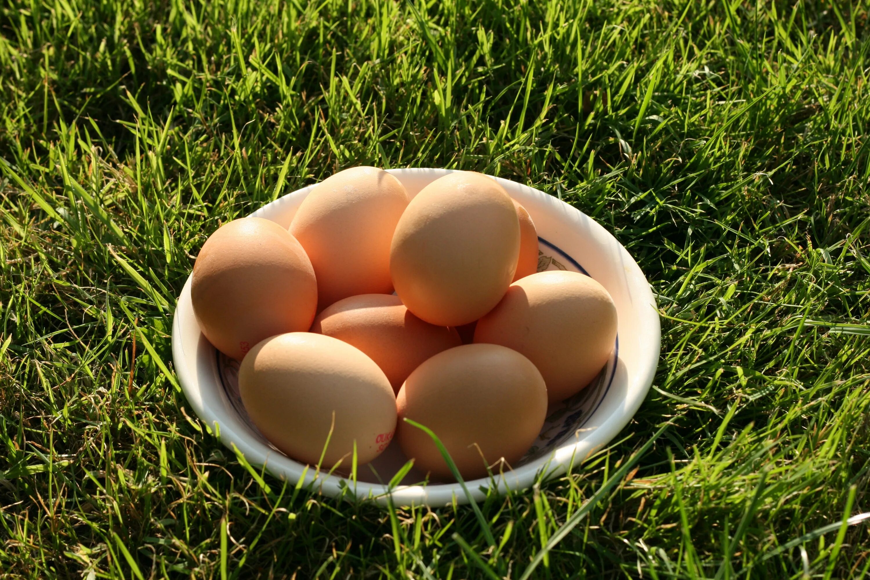 Egg net