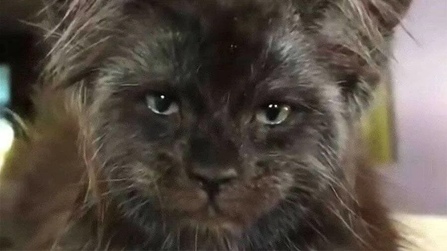 Кот с человеческим лицом фото Картинки с котами и про котов ЯПлакалъ