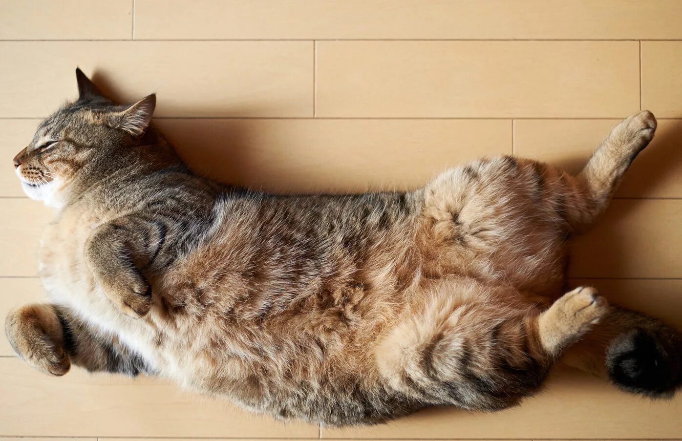 Кошка ездит. Лежачий кот. Кошка лежит. Кот лежит на спине. Кошка лежит на спине.