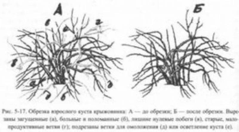 Обрезка крыжовника весной для начинающих в картинках. Схема обрезки куста крыжовника. Обрезка крыжовника весной. Обрезка крыжовника весной схема. Схема обрезки крыжовника осенью.