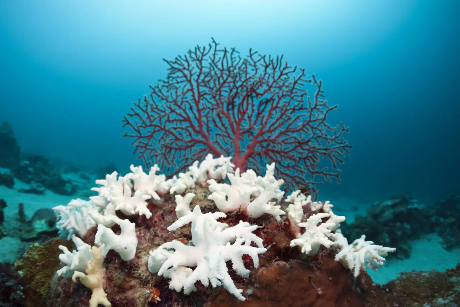 The coral has. Белый коралл Санго. Риф коралловый 54546. Большой Барьерный риф коралловые полипы. Коралловые полипы рифы.