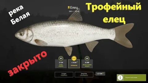 Белых елец
