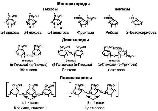 Глюкоза сахароза фруктоза рибоза крахмал. Структурная формула углеводов моносахаридов. Углеводы формула полисахариды. Углеводы моносахариды формулы. Формулы углеводов биохимия.