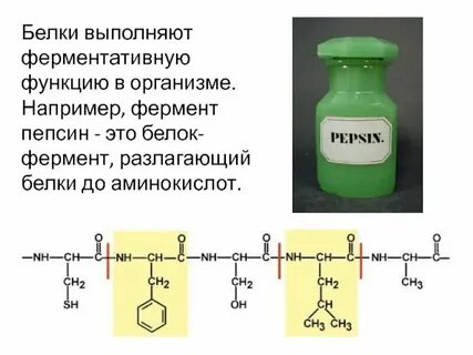 Ферментативная
