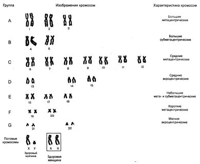 Кариотип характеризуется