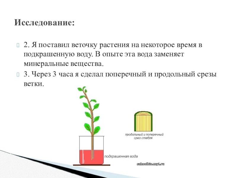 Какие вещества передвигаются по сосудам. Перемещение воды и Минеральных веществ по стеблю. Опыты передвижение воды и Минеральных веществ. Перемещение Минеральных веществ и воды в растении. Передвижение воды по стеблю.