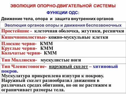 Развитие опорно двигательной системы 8 класс презентация