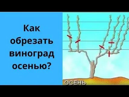 Обрезать виноград видео