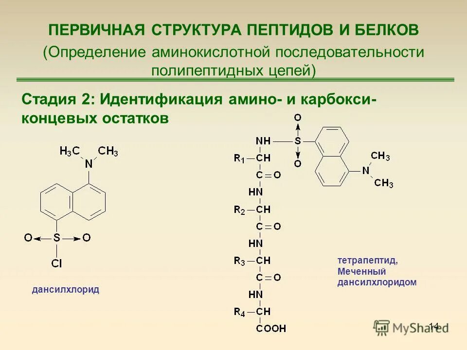Методы исследования строения белков. Первичная структура полипептидной цепи. Определение первичной структуры белка. Методы исследования первичной структуры белка биохимия. Первичная структура белка цепь аминокислот.