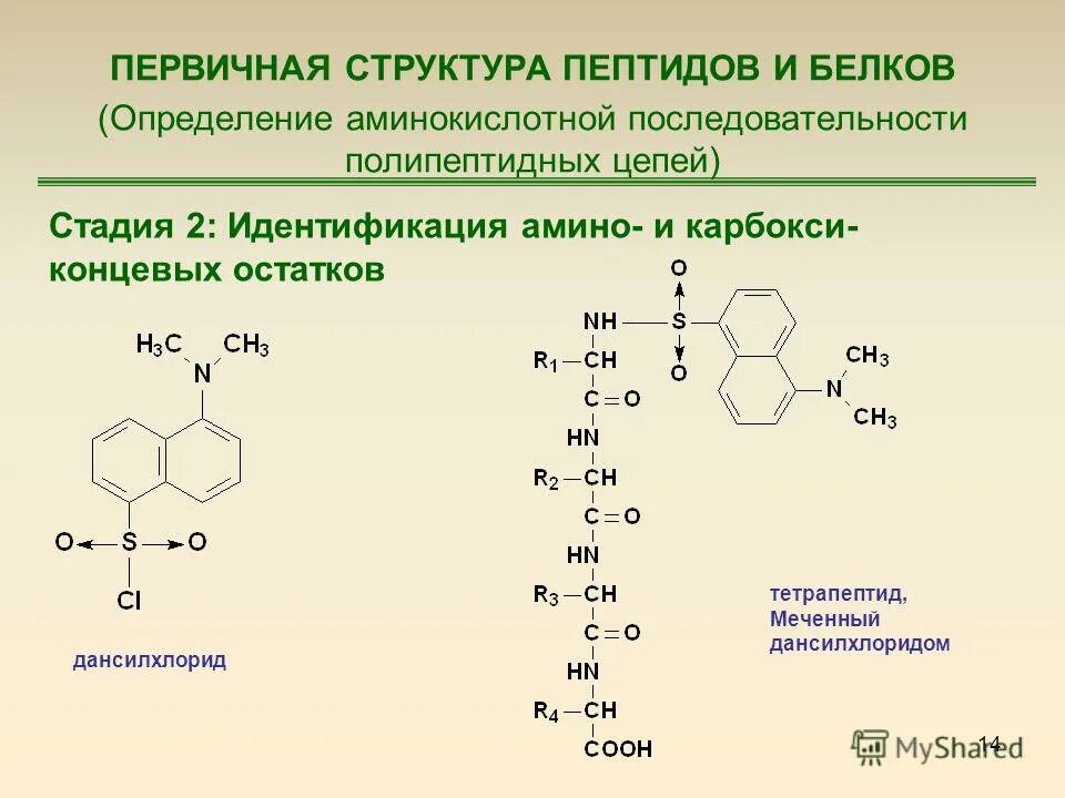 Пептидный состав белка. Общие принципы определения строения пептидов и белков. Установление первичной структуры пептидов. Установление первичной структуры пептидов и белков. Первичная структура пептида и белка.