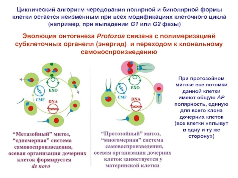 Две дочерние клетки идентичные материнской образуются в. Самовоспроизведение клеток. материнская и дочерняя клетки. модификация клеточного цикла. самовоспроизведение клетки клеточный цикл.