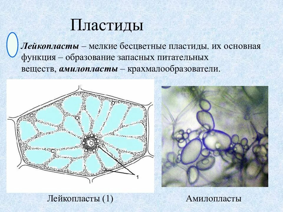 Лейкопласты в растительной клетке. Лейкопласты строение.