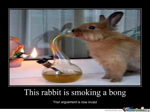 Rabbit memes