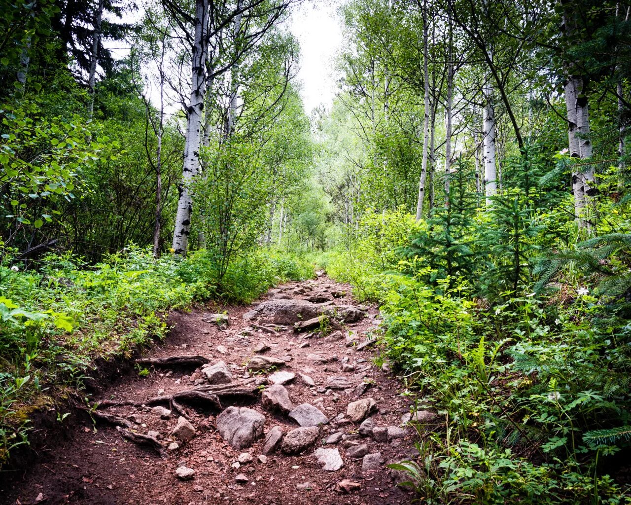 Земля в лесу. Майков золотая осень. Тропинка в лесу макро. Поваленное дерево. Лужа в лесу.