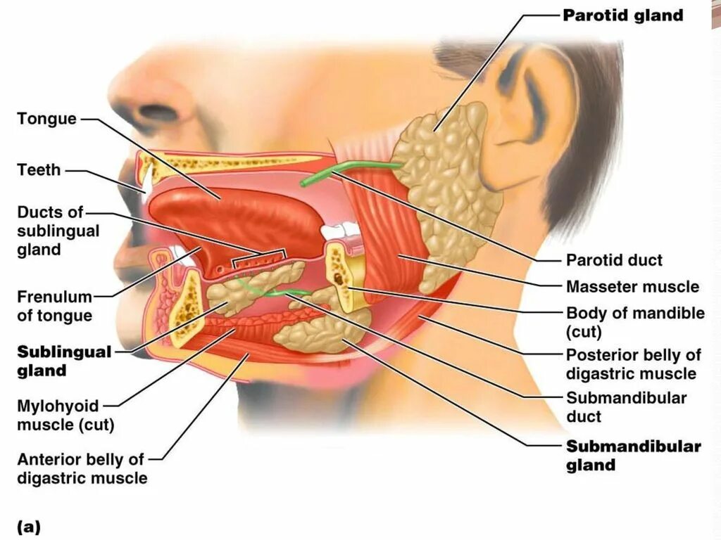 Околоушные подчелюстные железы. Проток околоушной железы анатомия. Анатомия протока поднижнечелюстной слюнной железы. Выводной проток околоушной железы. Выводной проток подчелюстной слюнной железы.