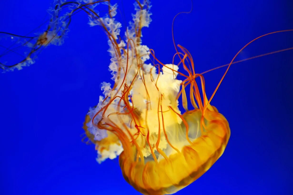 Морская крапива. Медуза Джеллифиш. Хиронекс медуза. Тихоокеанская морская крапива Chrysaora fuscescens. Арктическая медуза цианея.