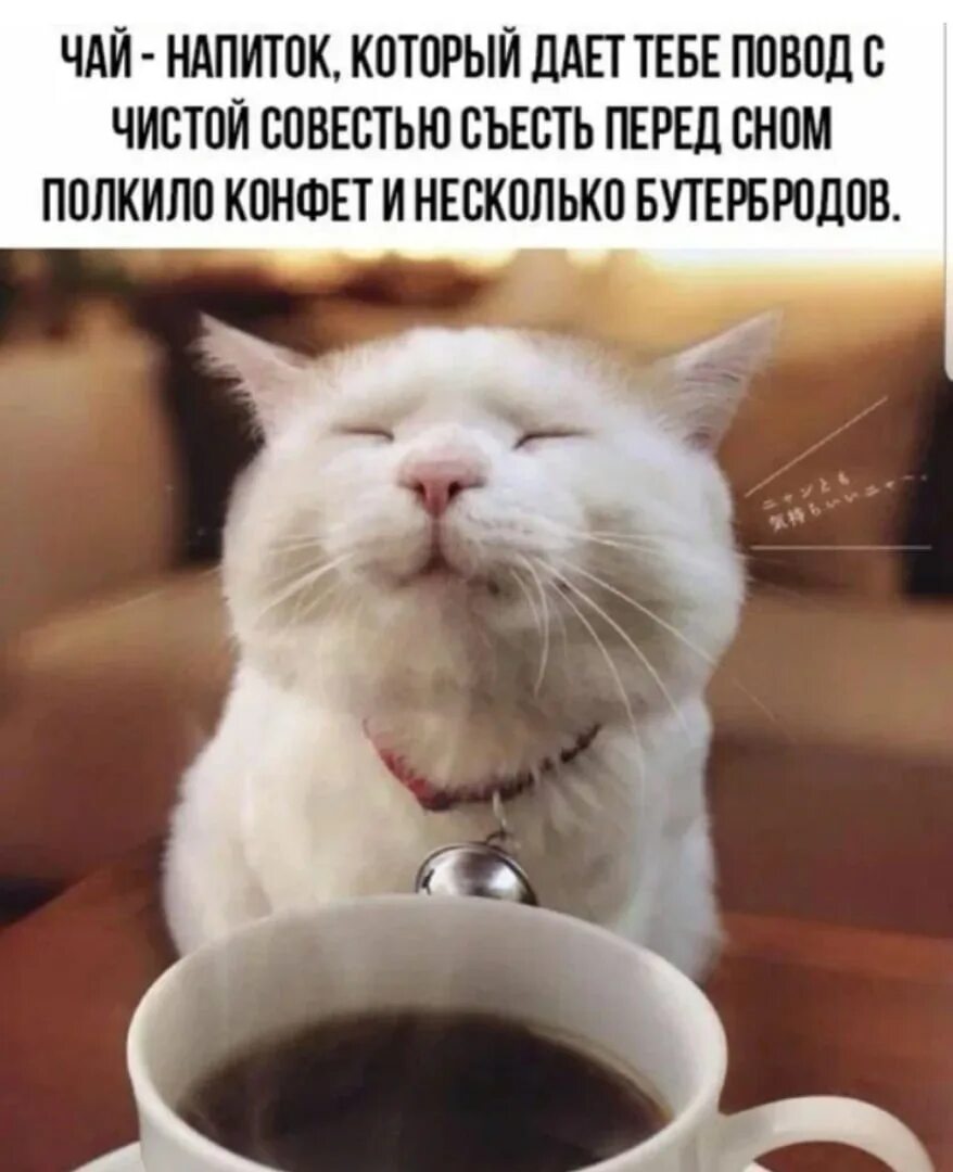 Кофе смешные. Котик в чашке. Кот и кофе. Котик с кофе.