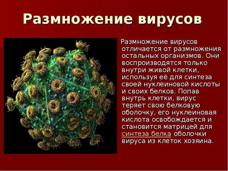 Вирусы 7 класс биология. Презентация по биологии 5 кл вирусы. Сообщение на тему вирусы по биологии 5 класс. Вирусы доклад. Сообщение о вирусах.