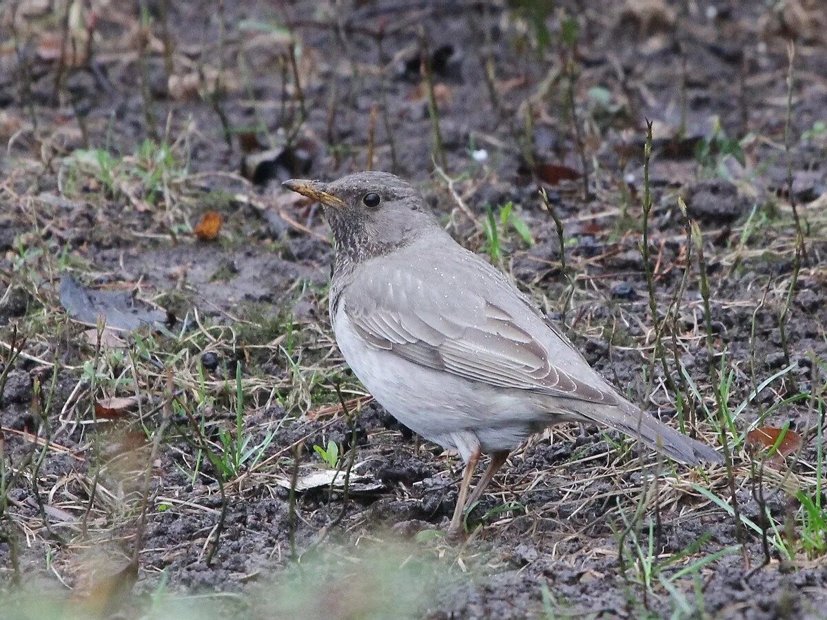 Чернозобый Дрозд птенец. Серый Дрозд (Grey Catbird). Птицы Подмосковья Дрозд. Дрозд дымчатый. Серая птица подмосковье