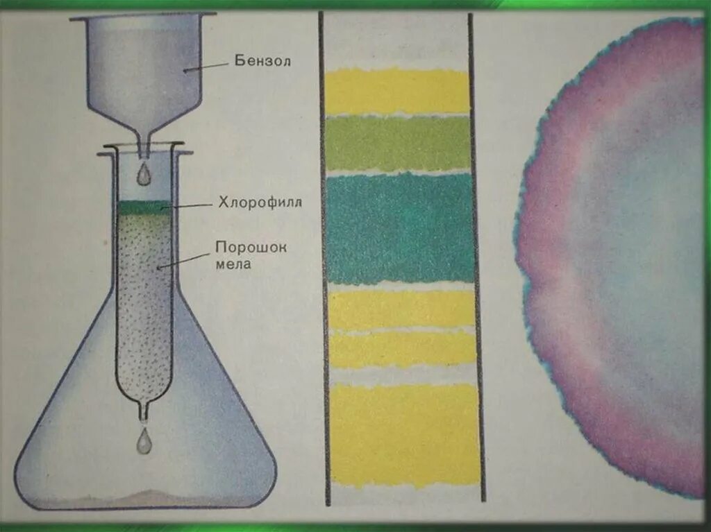 Разделение пигментов листа метод. Хроматография хлорофилла. Бумажная хроматография хлорофилла. Разделение пигментов методом бумажной хроматографии.