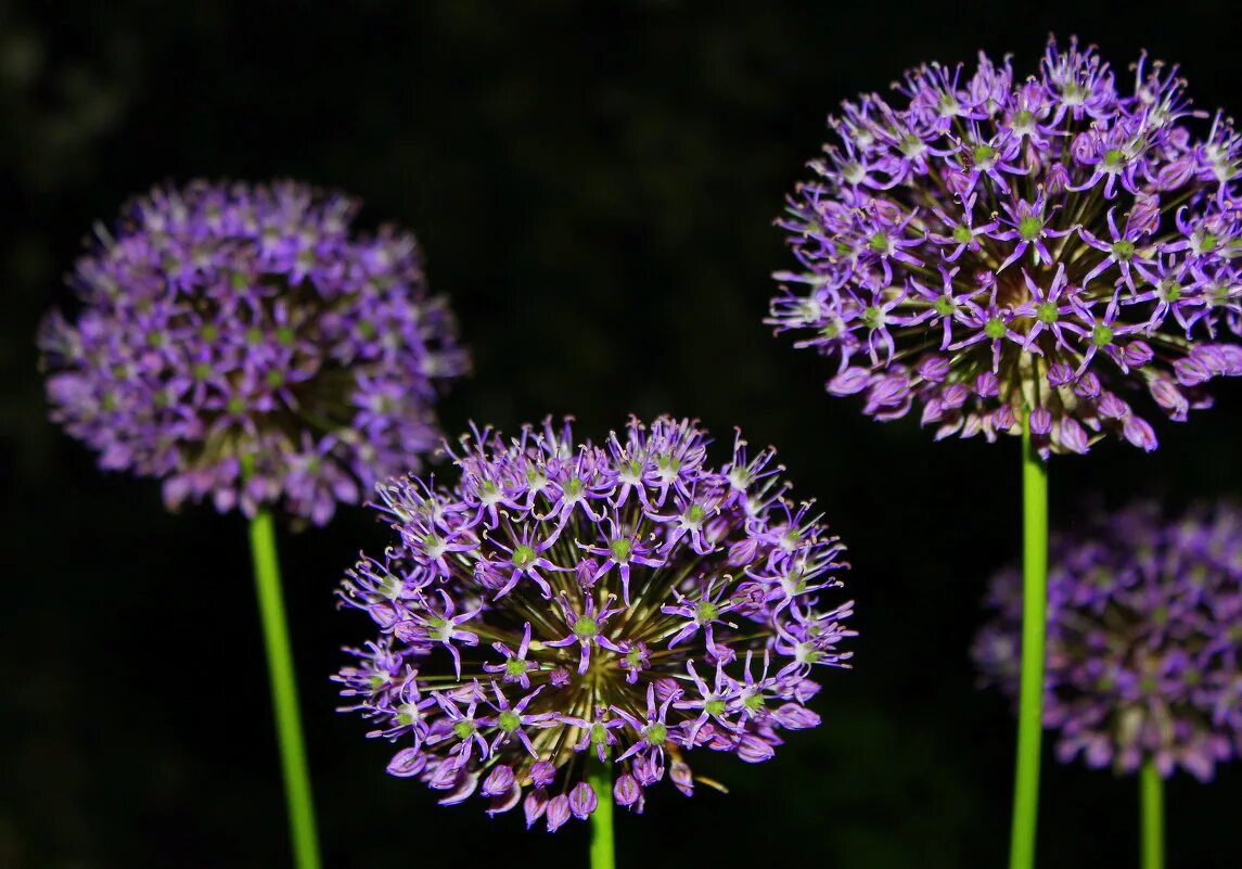 Breck's Purple Sensation Allium Bulbs (5-Pack) 80503 - The Home Depot Bulb flowe