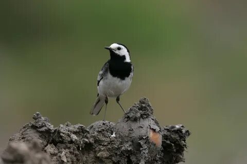 Whitebird io