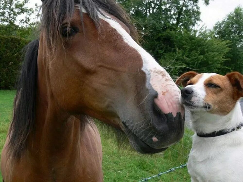 Забавные лошадки. Лошадь и собака. The dog horse. Лошадь и собака. Лошадь боксер.