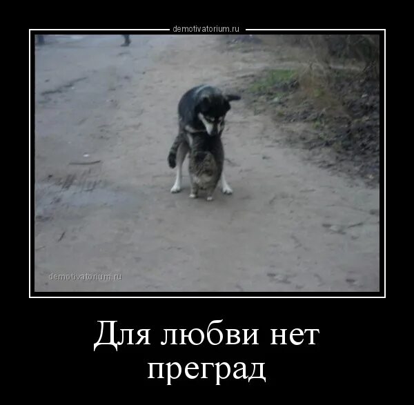 Любви нет предела. Для любви нет преград. у настоящей любви нет преград. нет преград. у любви нет преград цитаты.