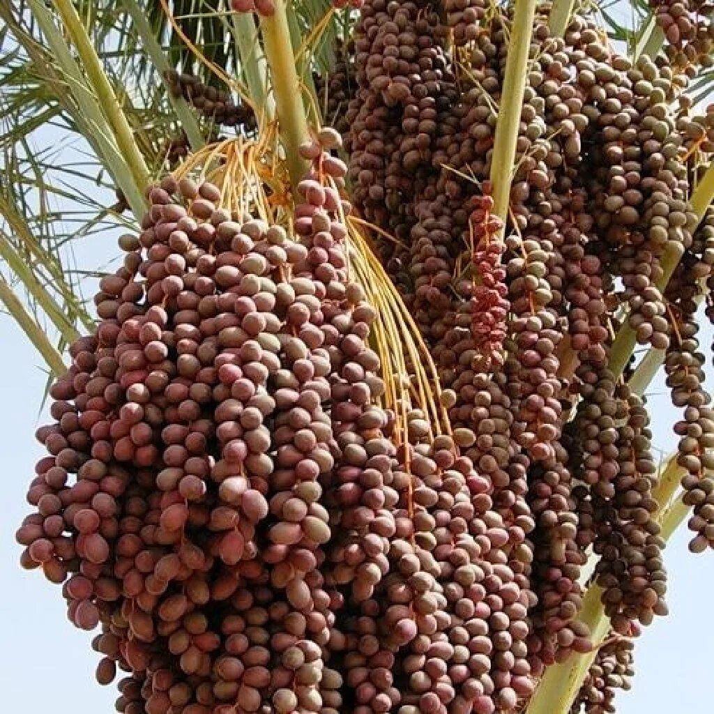 сорт меджуль. финиковое дерево. финики это ягода или фрукт. неспелые финики. финики свежие на дереве.