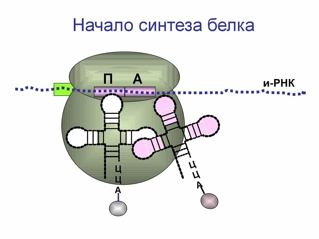 Направление синтеза белка. Синтез белка модель. Моделирование биосинтеза белка. Синтез РНК И белков. Синтез белка т РНК.