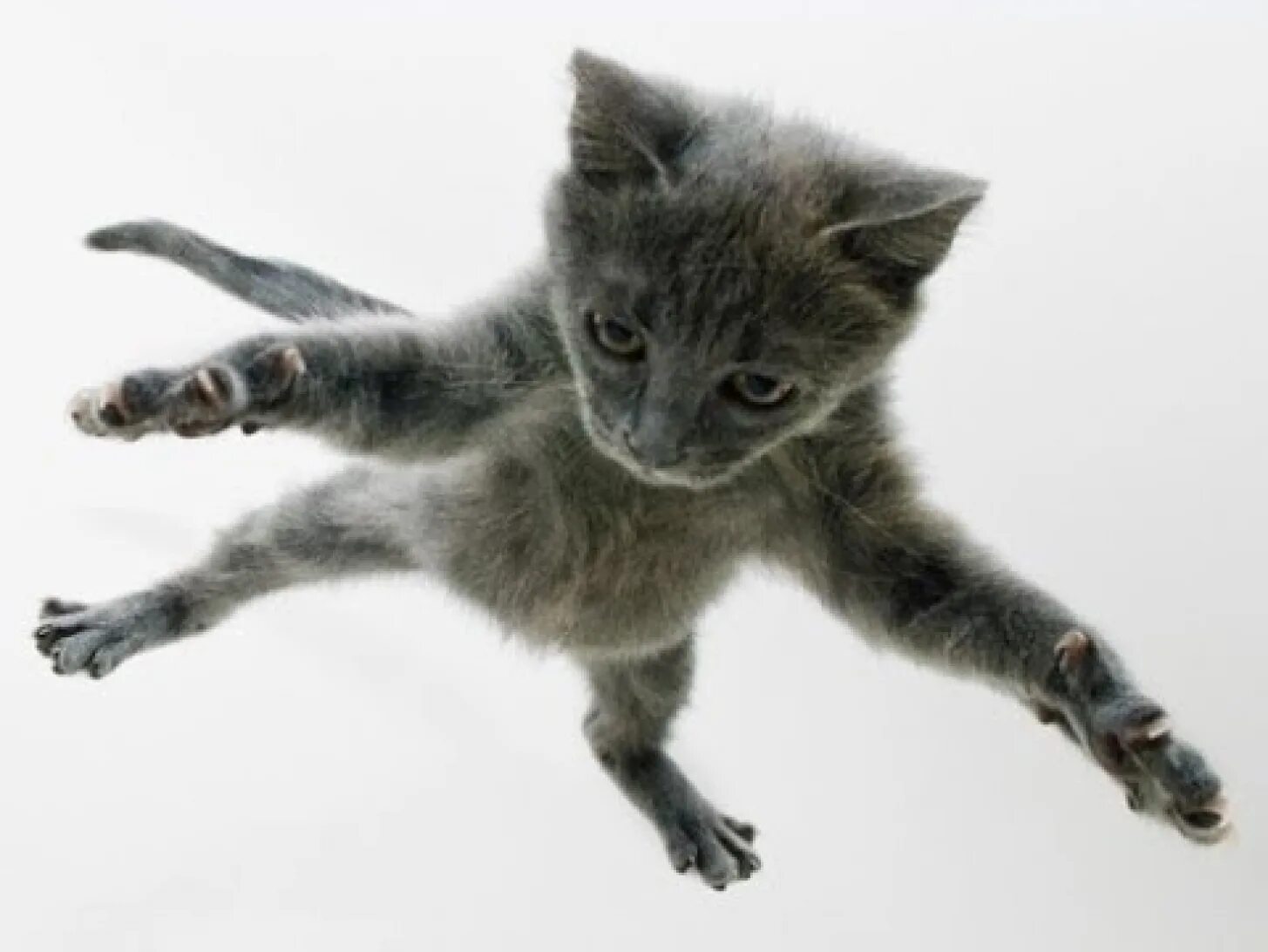 Кошка ни. Кот падает. Кот в прыжке. Летучий кот. Летающий кот.