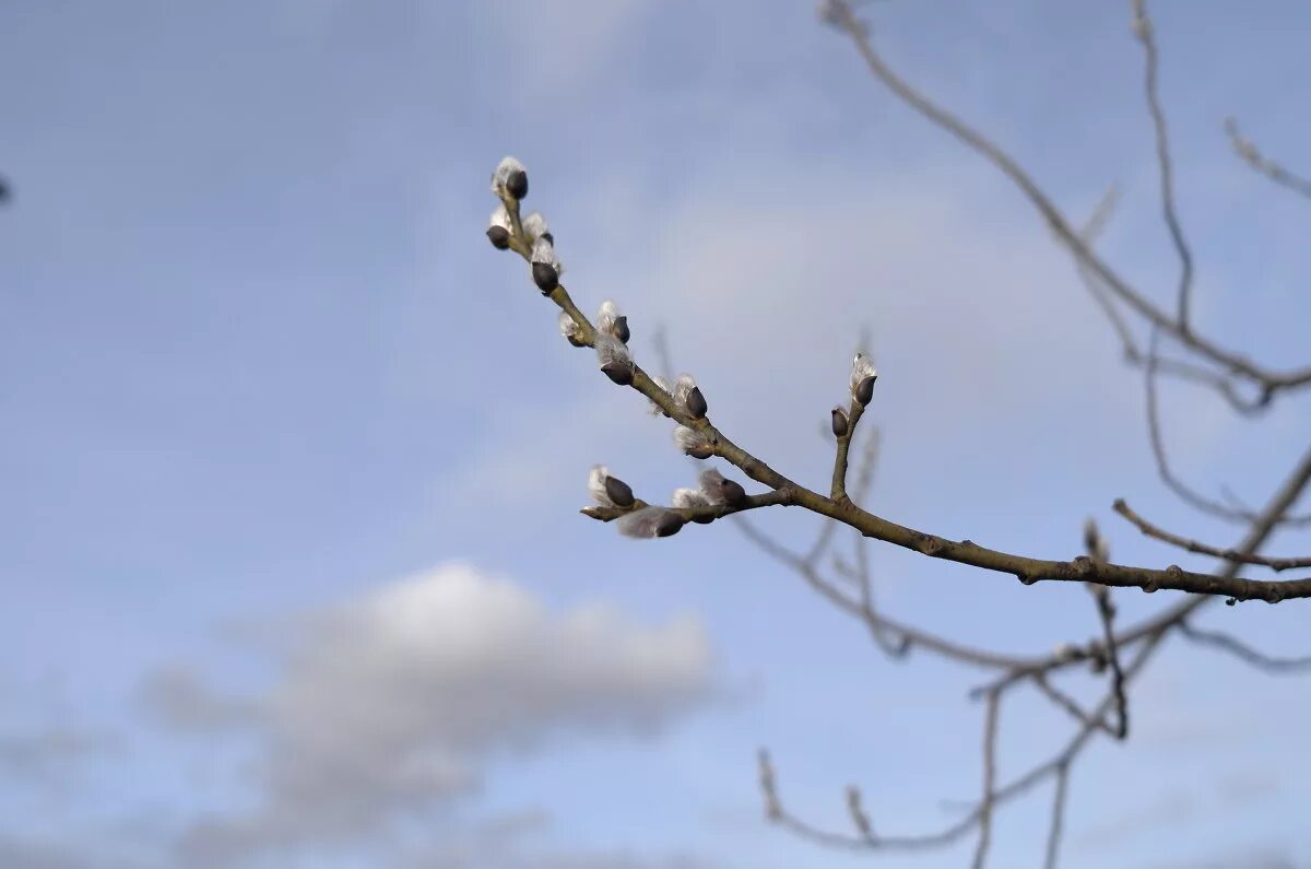 веточка слушать. ветка вербы с почками. весенняя ветка на весь лист. зеленая ветка исполнитель. вербная веточка.