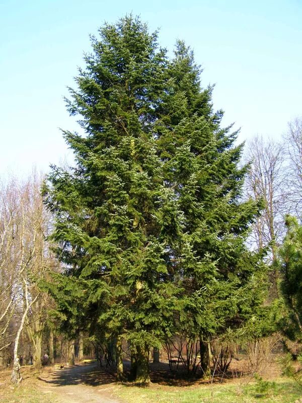 Пихта сибирская (ábies sibírica). Сосна кедровая сибирская/pinus sibirica. Пихта сибирская (ábies sibírica). Пихта сибирская abies sibirica. Сосна кедровая сибирская.
