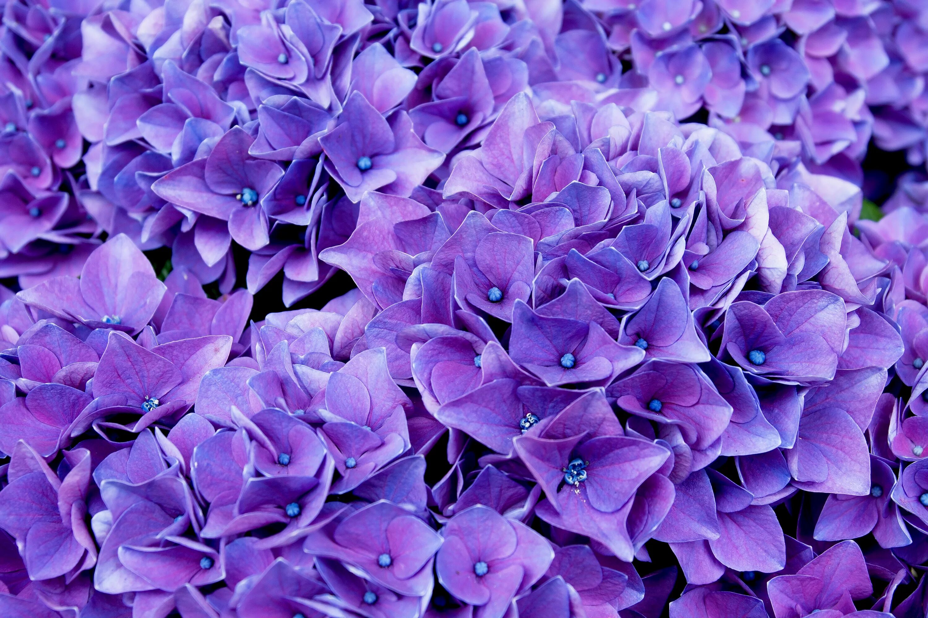 Породы фиолетовых цветов. Гидрангея Лавандер.