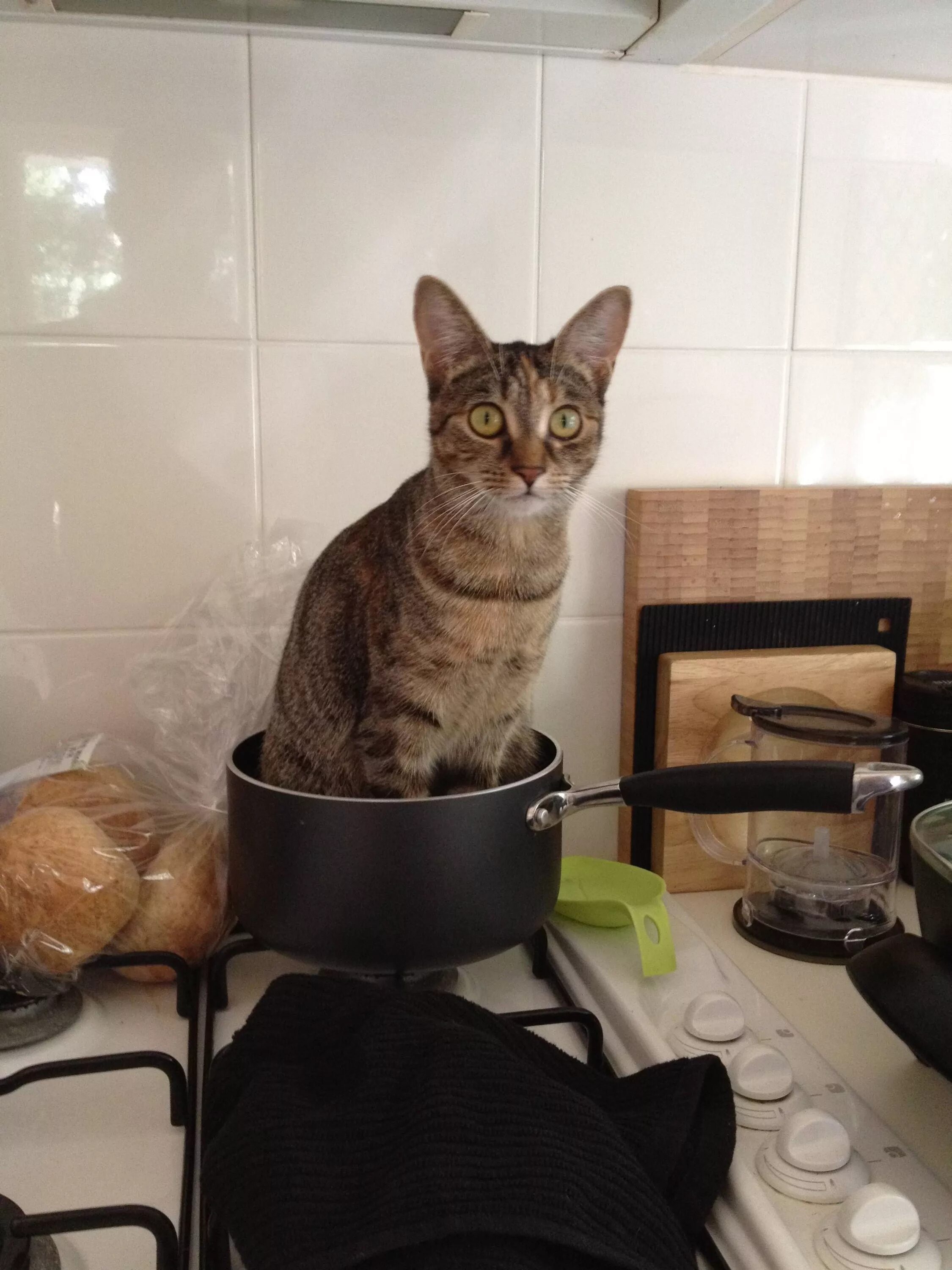 Котик в кастрюле. Котик на кухне. Кошка на кухне. Кот в кастрюльке. Варят кошек