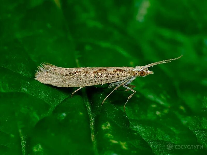 Капустная моль. Plutella maculipennis. Моль комнатная фото. Капустная моль фото.