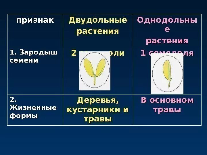 Укажите признаки двудольных растений. Признаки двудольных. Признаки однодольных растений. Опыление однодольных растений. Опыление у однодольных и двудольных растений.