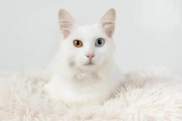 Pretty Cats White cats, Cat with blue eyes, Russian white cat