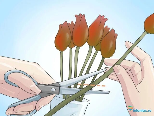 Как продлить жизнь тюльпанам в вазе. Как продлить жизнь тюльпанам. как продлить жить тюльпанам. как сохранить жизнь тюльпанам которые уже отпоили.