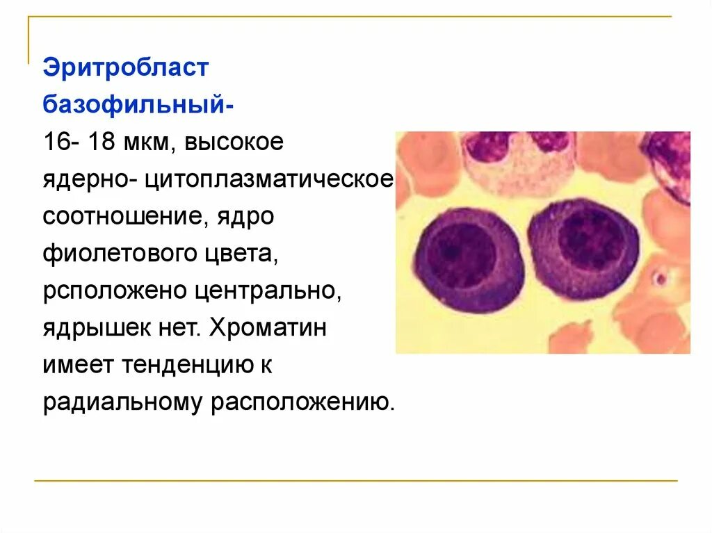 Эритробласт. Базофильный эритробласт ядро. полихроматофильный эритробласт. проэритробласт базофильный эритробласт. базофильный полихроматофильный и оксифильный эритробласт.