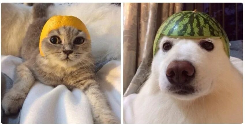Кот в шапке мем. Котик в шапке мем. кот в шапочке мем. как я выгляжу в шапке. коты в шапках мемы.