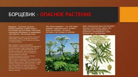 Опасные растения животные