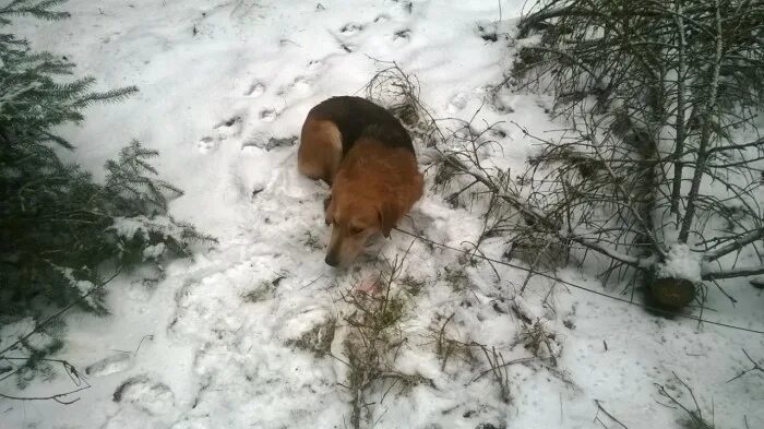 Пропала Эстонская гончая. Собаки найденыши в Воскресенском районе. Найдена гончая Ярославская область. Потеряшки собаки в Клинском районе в декабре 2022 года. Найденыши собаки