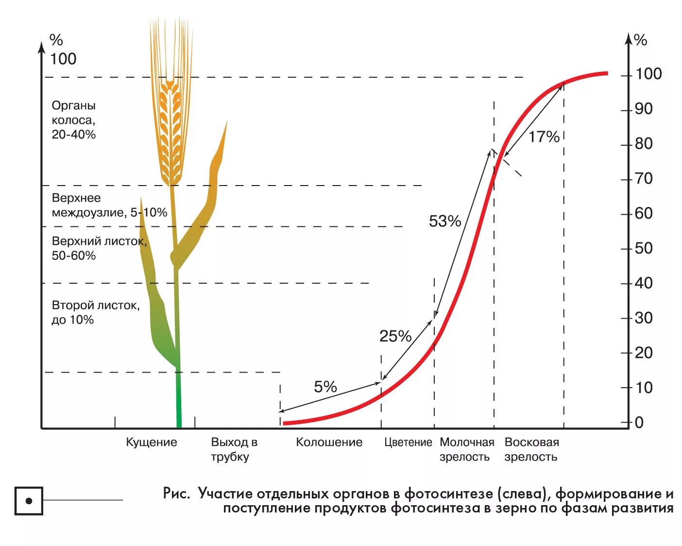 Развитие ячменя. Стадии развития зерна. Фазы развития зерновых. Фазы развития ячменя. Рост озимой пшеницы.