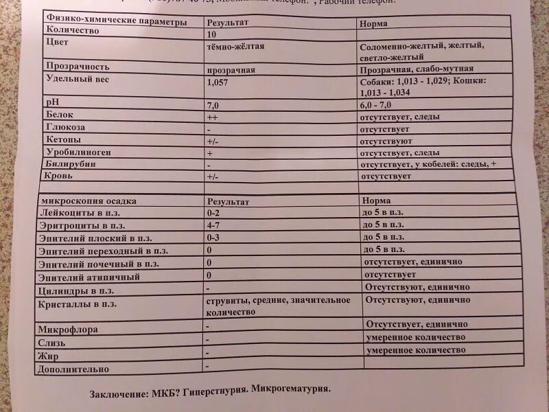 Норма анализа мочи у кота. Анализ мочи кошки норма. Норматив показателей мочи у кошек. Нормы моча анализ кошки.