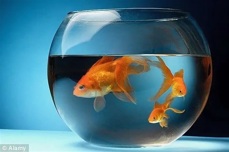 большая золотая рыбка в аквариуме. рыбки для аквариума. золотая рыбка в аквариуме. золотая рыбка в аквариуме. золотая рыбка в аквариуме.