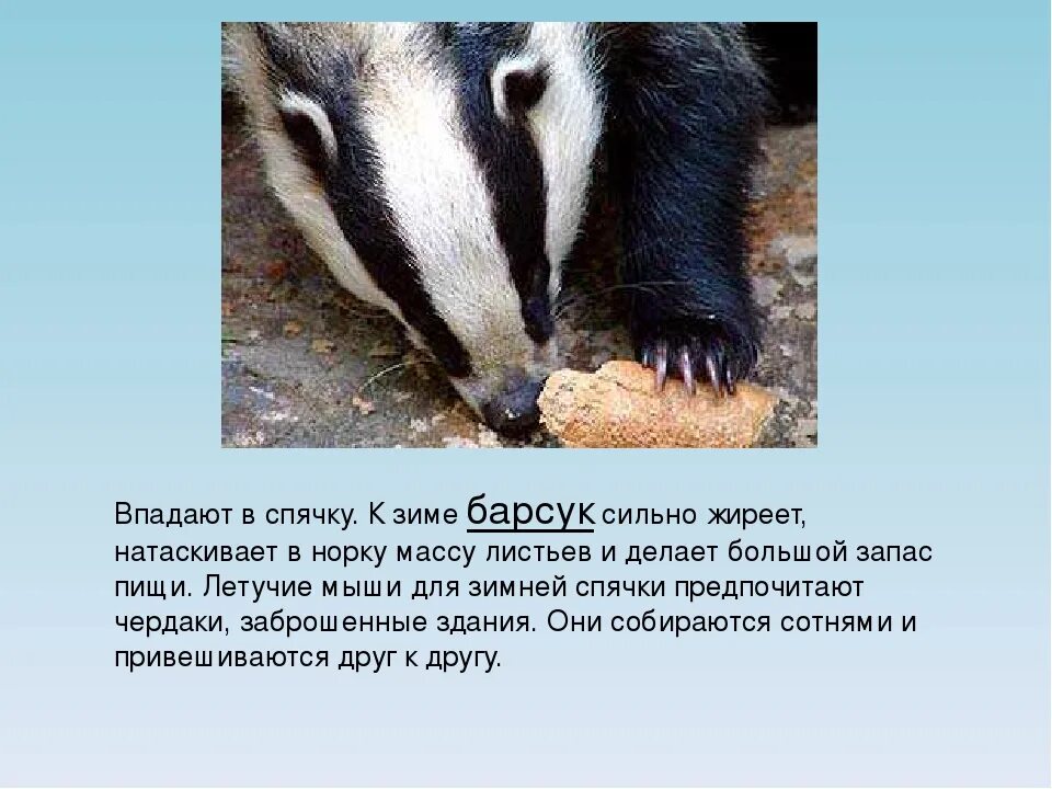 Мыши впадают в спячку зимой. Барсук впадает в спячку зимой. барсук в зимней спячке. барсук впадает в спячк. барсук впадает в спячку.